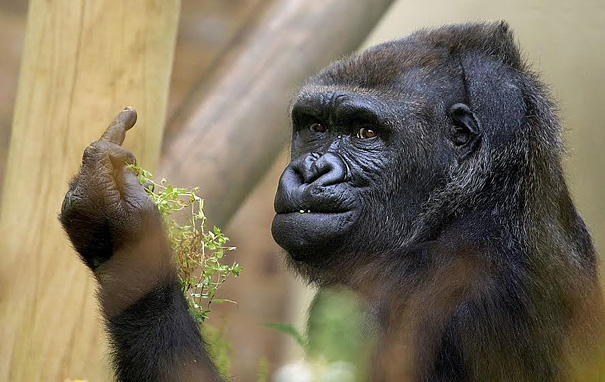 Gorilla Shows middlefinger