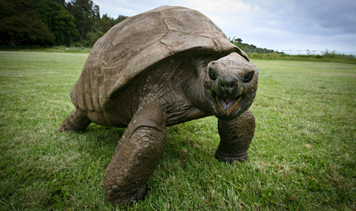 Tortoise 