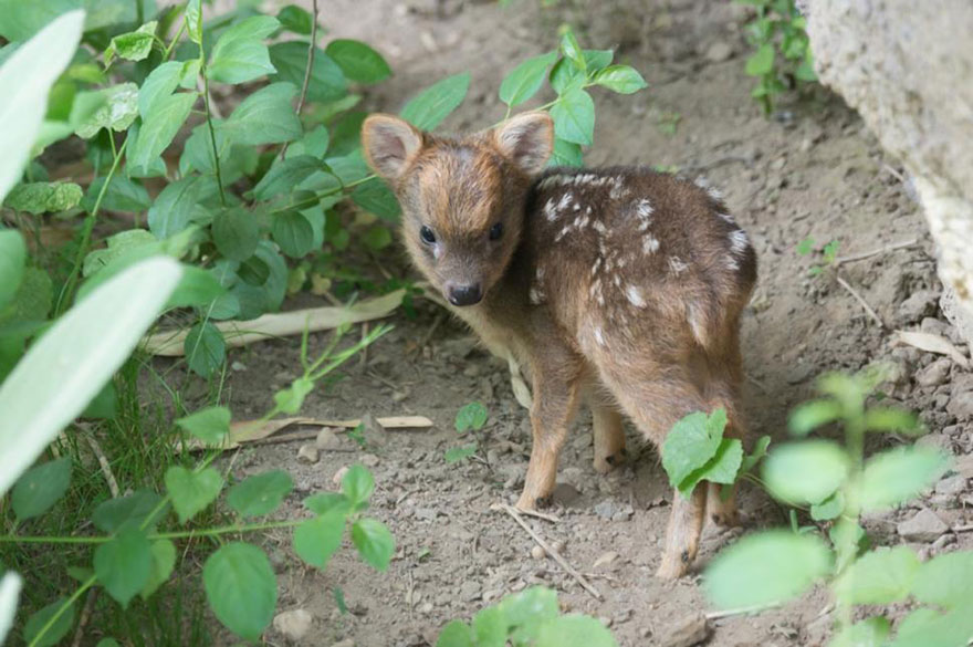 smallest deer