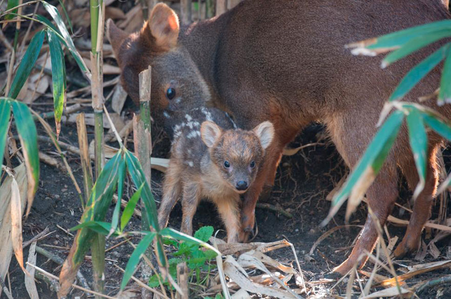 smallest deer