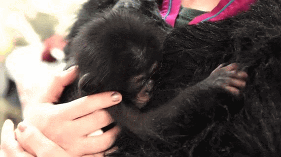 baby-chimp-gets-mother